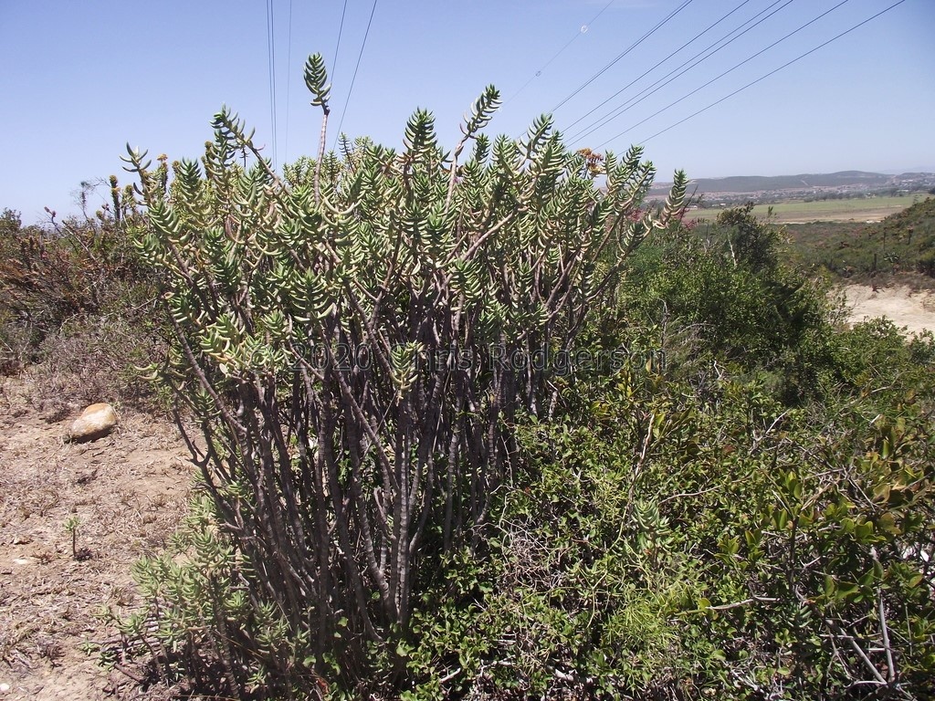 tetragona ssp.robusta N Port Elizabeth (photo lucstrydom on iNaturalist)