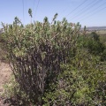 tetragona ssp.robusta N Port Elizabeth (photo lucstrydom on iNaturalist)