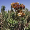 tetragona ssp.robusta N Port Elizabeth (photo lucstrydom on iNaturalist) (2)