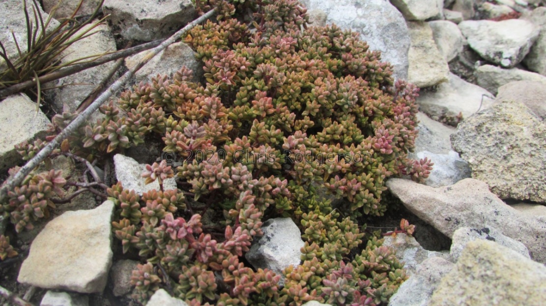 expansa ssp.filicaulis (photo James Deacon)