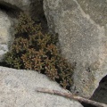 expansa ssp.filicaulis (photo James Deacon) (2)