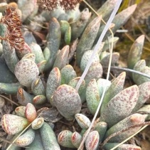 umbraticola ssp. umbraticola