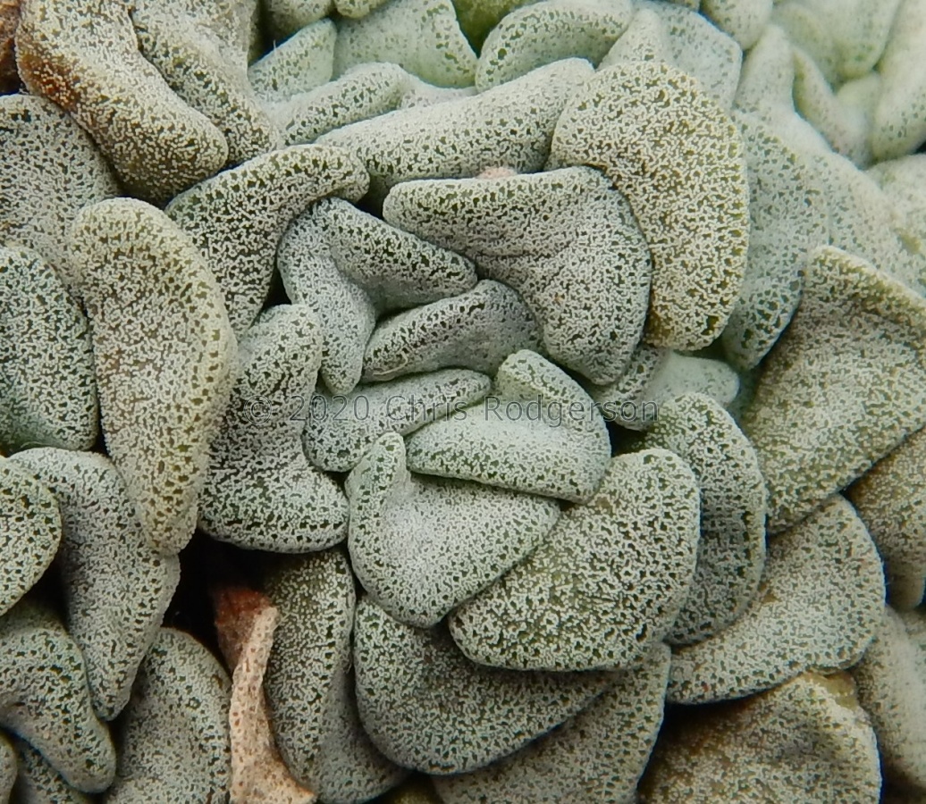 mesembryanthemopsis (2).JPG