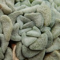 mesembryanthemopsis (2)