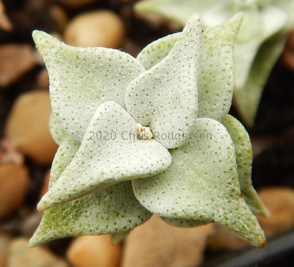 deltoidea (2).JPG