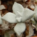 deltoidea (4)