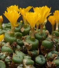 auriflorum ssp.turbiniforme