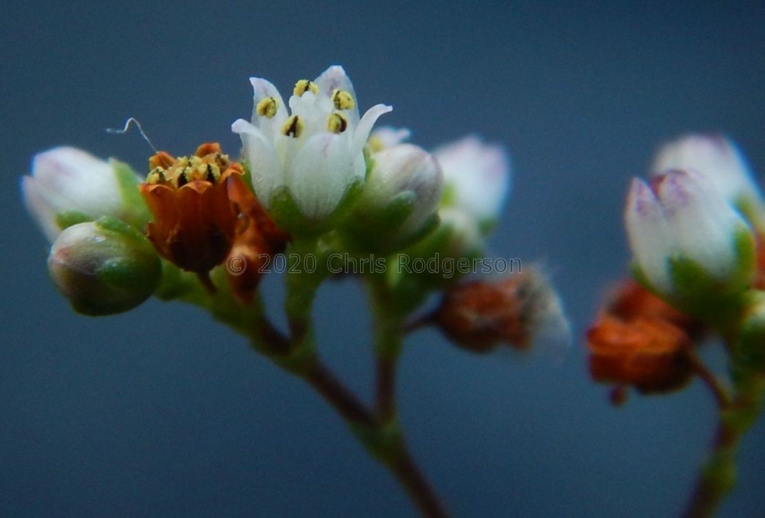 tetragona ssp.acutifolia