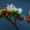 tetragona ssp.acutifolia