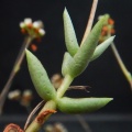 tetragona ssp.acutifolia (2)