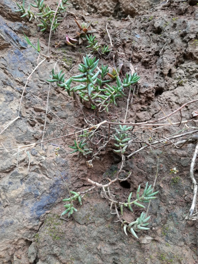 tetragona var.acutifolia Addo (photo Adriaan_ Grobler on iNaturalist).jpeg