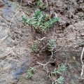 tetragona var.acutifolia Addo (photo Adriaan  Grobler on iNaturalist)