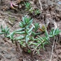 tetragona var.acutifolia Addo (photo Adriaan  Grobler on iNaturalist).1