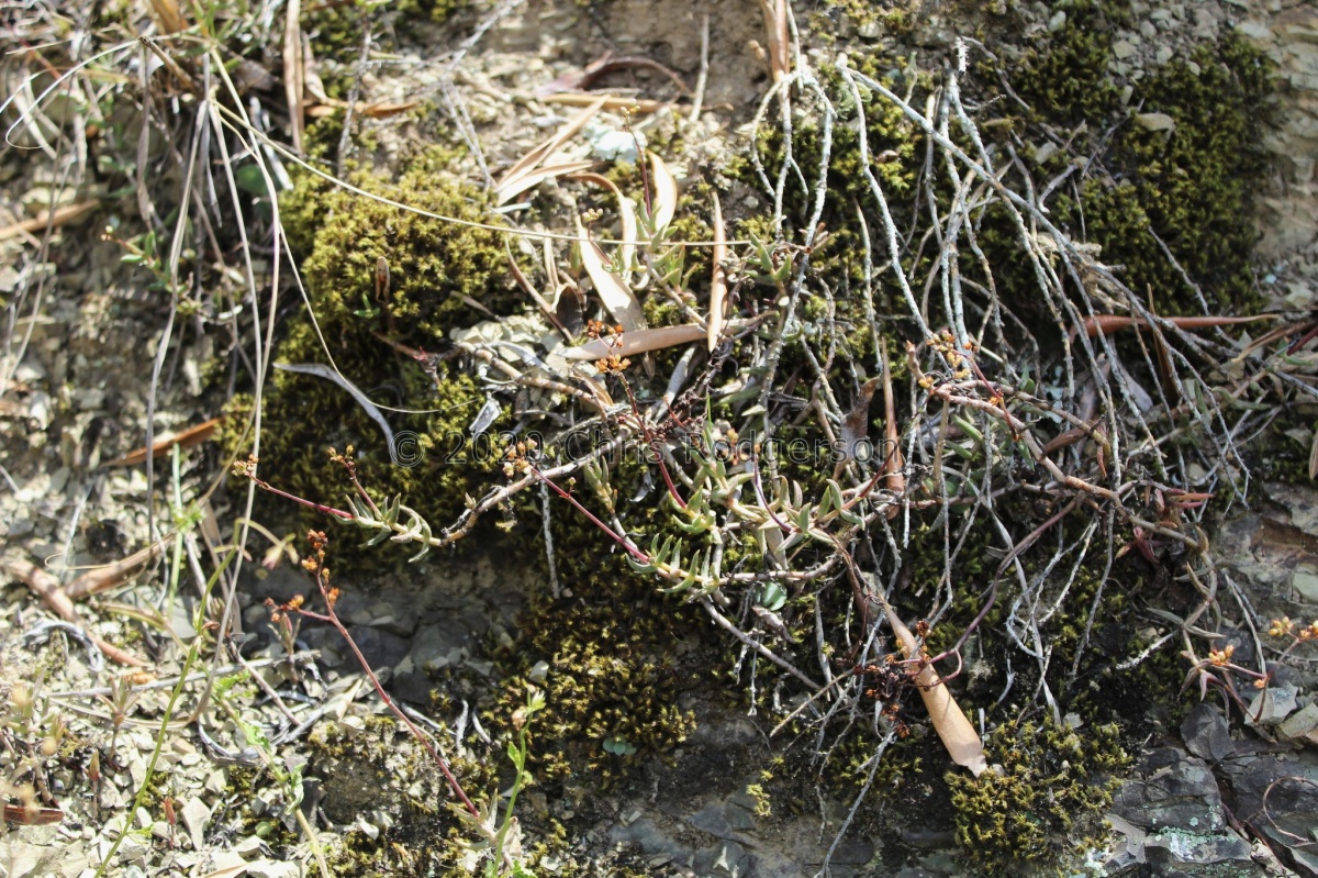 tetragona var.acutifolia Somerset East  (photo Steven_ Molteno on iNaturalist).jpeg