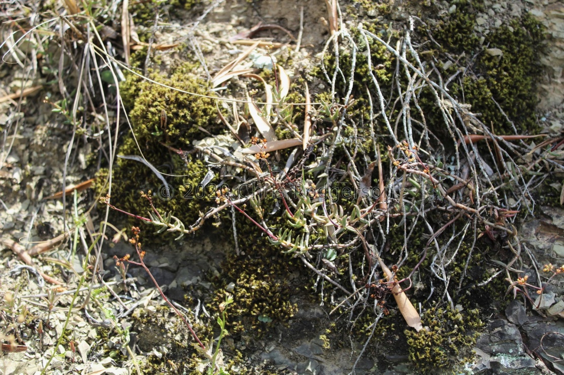 tetragona var.acutifolia Somerset East  (photo Steven  Molteno on iNaturalist)