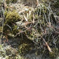 tetragona var.acutifolia Somerset East  (photo Steven  Molteno on iNaturalist)