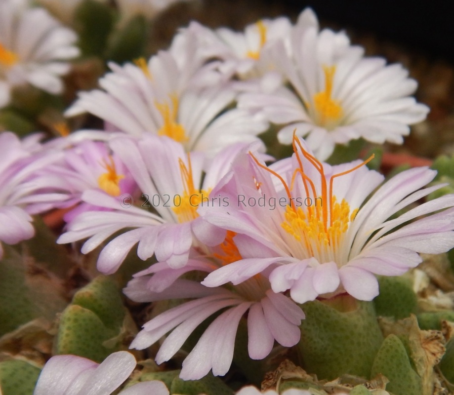 marginatum ssp.nova EVJ23727