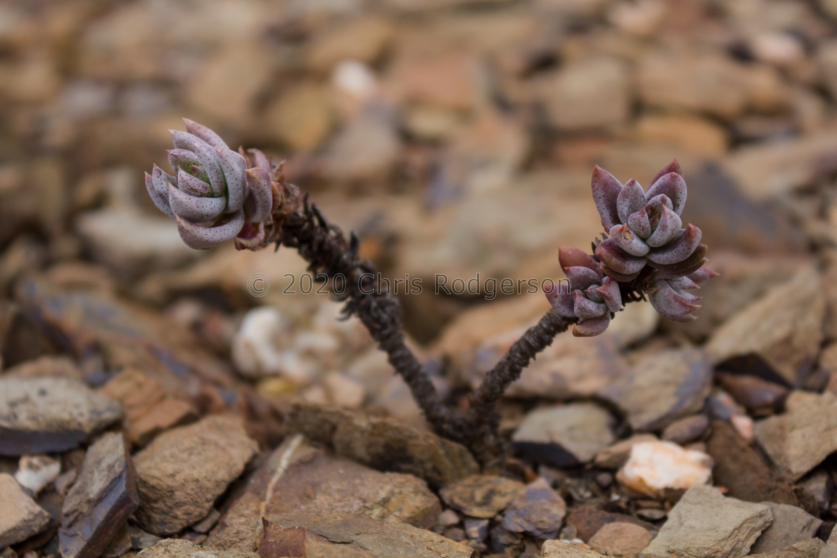 tetragona ADH.4647.jpg