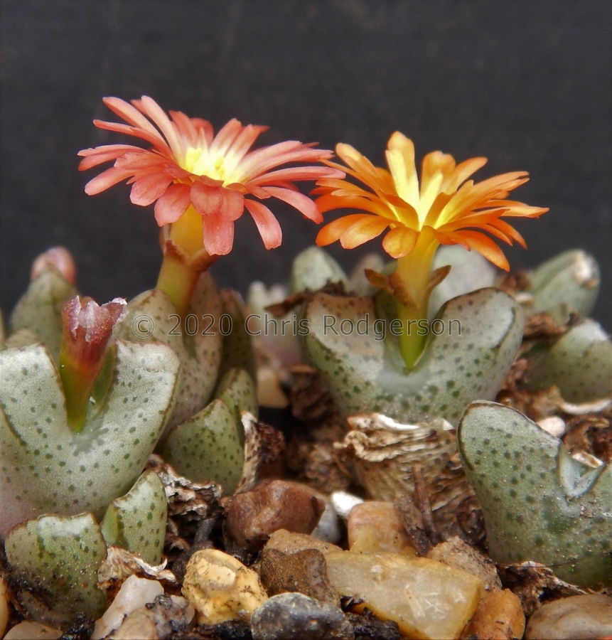 turrigerum x marnierianum Hammer hybrid.jpg