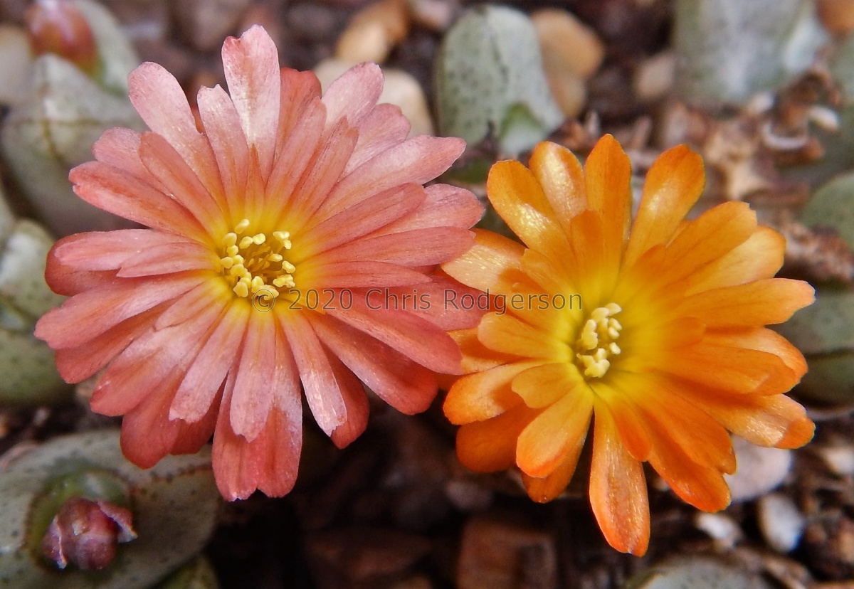 turrigerum x marnierianum Hammer hybrid (2).jpg