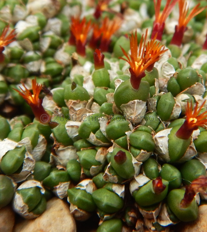 piluliforme ssp. edwardii.JPG