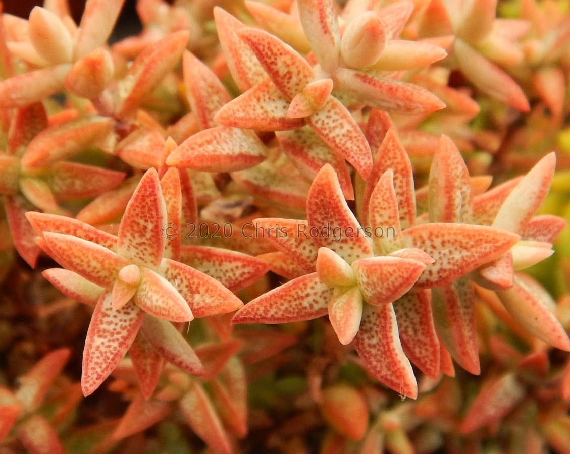 rupestris ssp.commutata.JPG