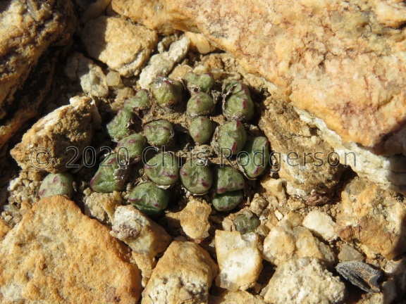 tantillum ssp.lindenianum (photo Steven Brack) (2)