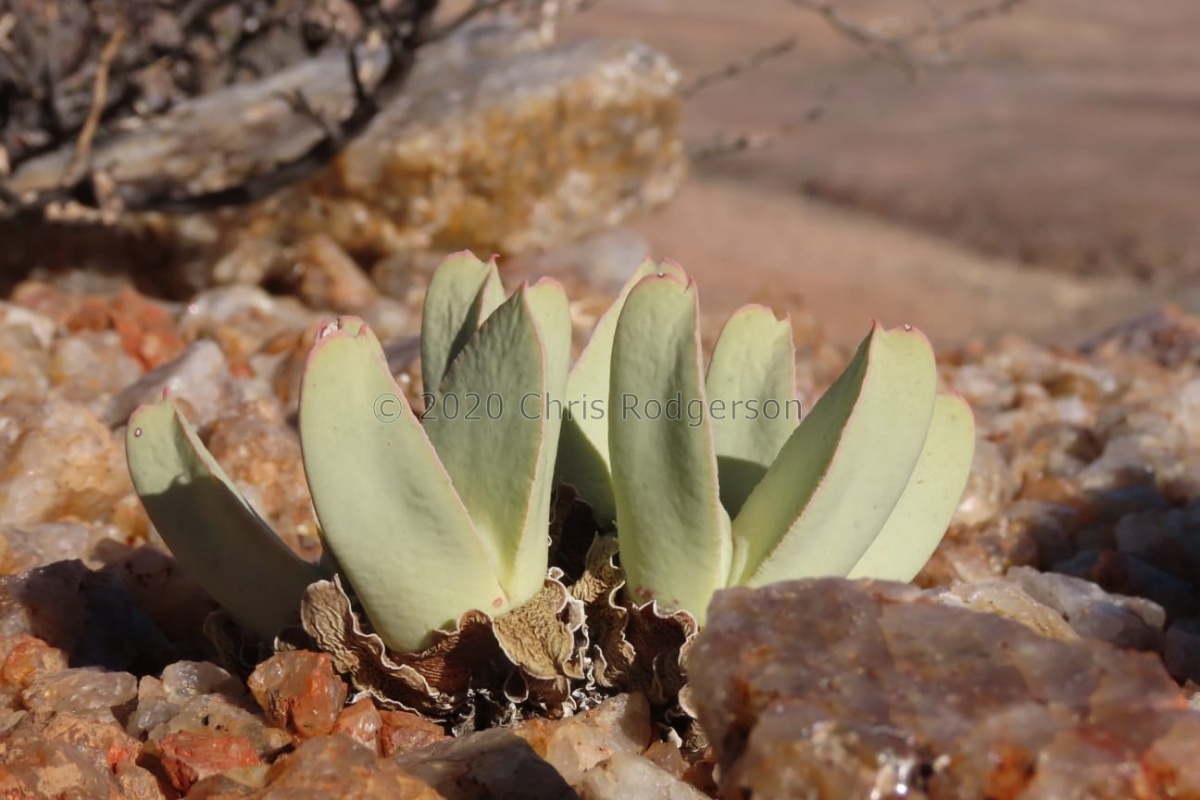 herreanthus ssp.herreanthus (photo Westley Price) (3).jpeg