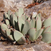 herreanthus ssp. herreanthus