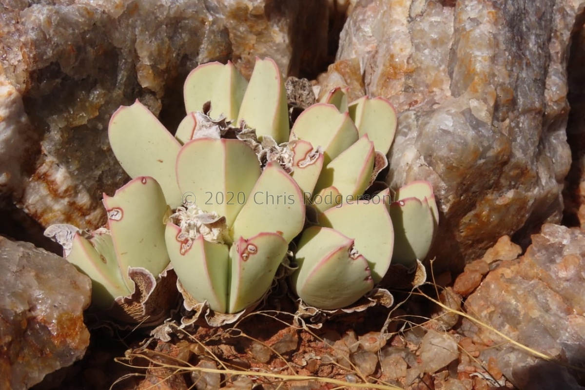 herreanthus ssp.herreanthus (photo Westley Price) (2).jpeg