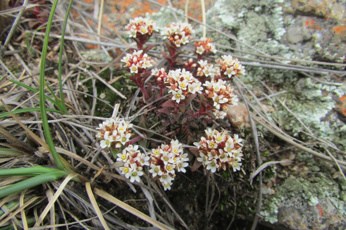 setulosa var. deminuta Mpumalanga (Photo James Deacon) (2).jpg