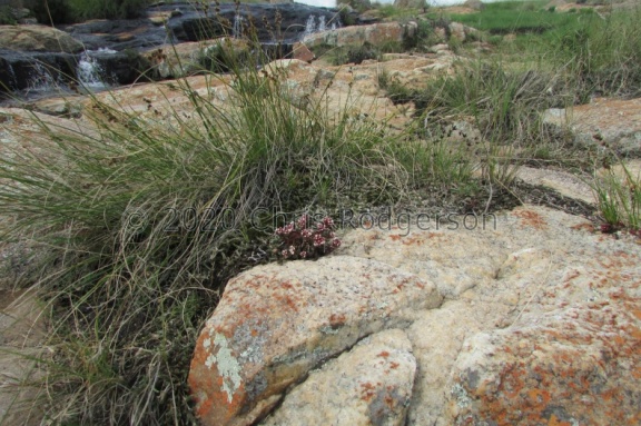setulosa var. deminuta Mpumalanga (Photo James Deacon)