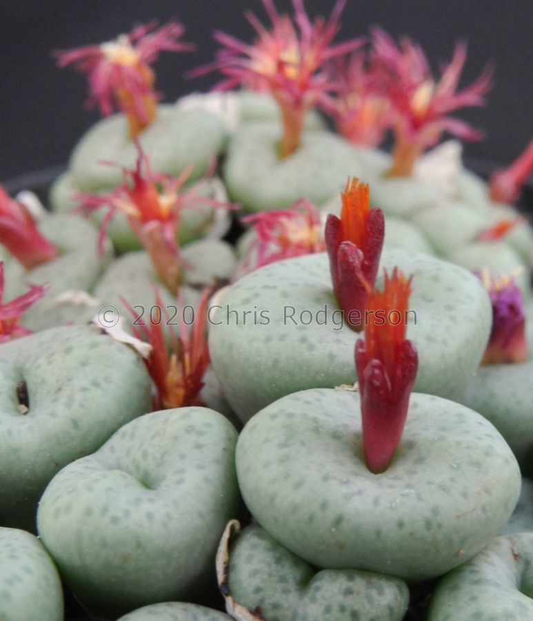 piluliforme DT2548.JPG