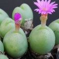 globosum ARM1157