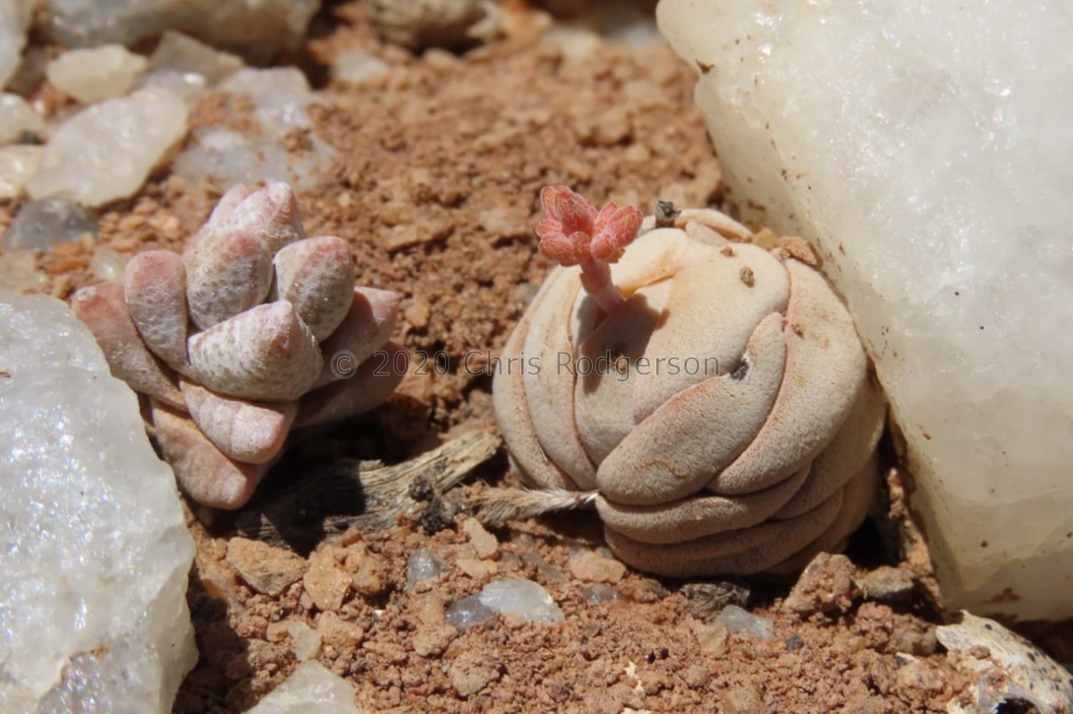 alstonii (with deceptor) SSE Port Nolloth (photo Westley Price).jpeg
