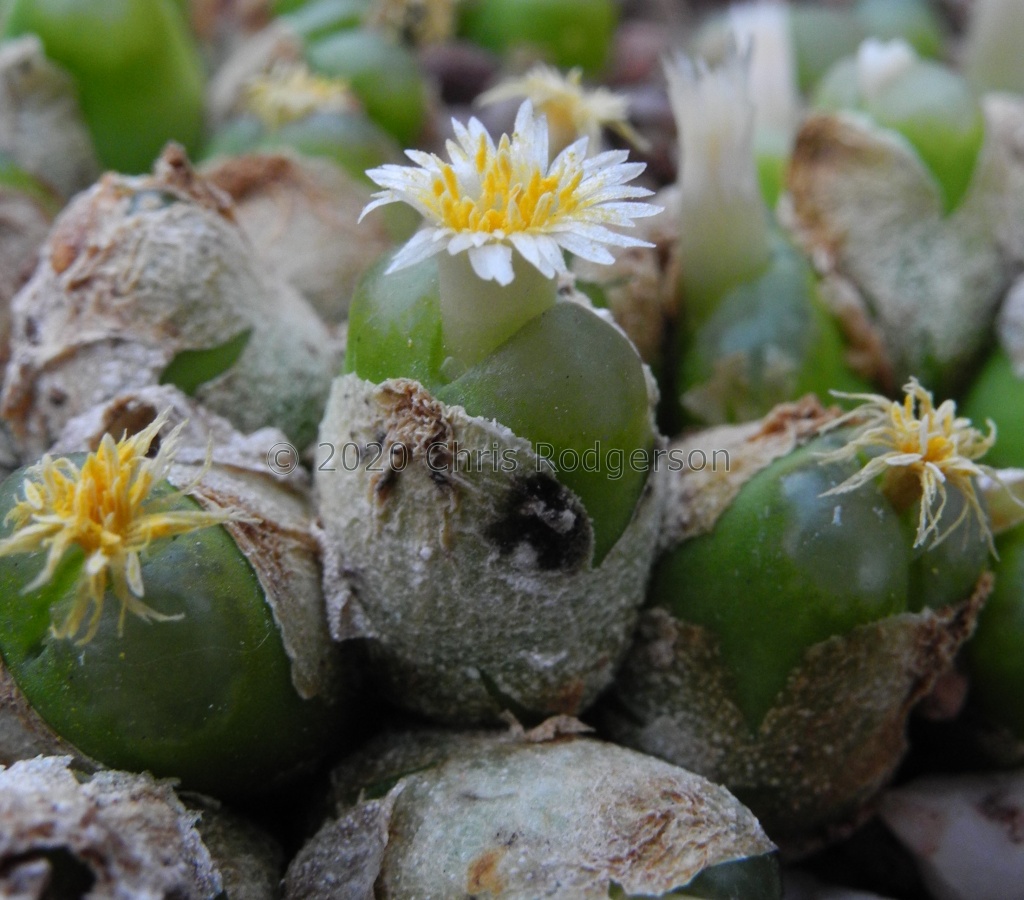 acutum MG.1410.31.JPG