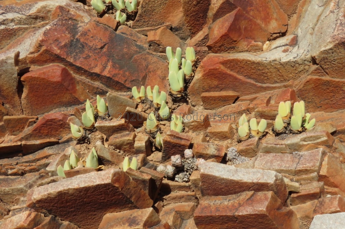 herreanthus ssp.rex W Eksteenfontein (photo Westley Price).jpeg