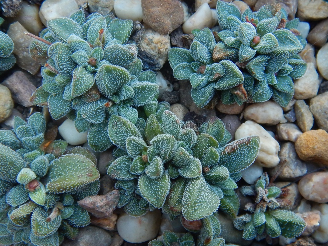 namaquensis ssp.nova Cederberg