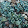 namaquensis ssp.nova Cederberg