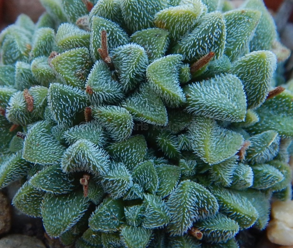 namaquensis ssp.nova Cederberg