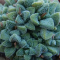 namaquensis ssp.nova Cederberg