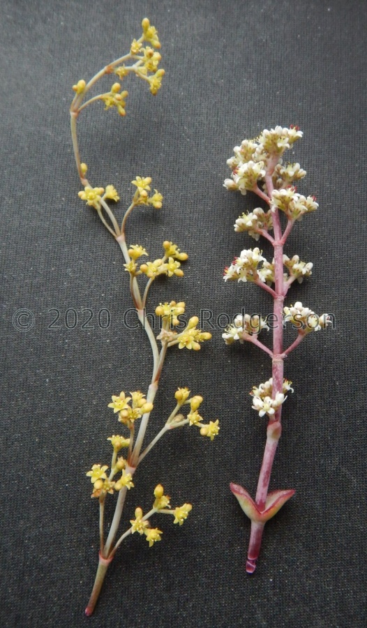variation in perforata flowers.jpeg