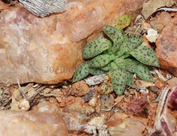 exilis ssp.sedifolia (photo Westley Price)