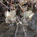 hemisphaericus Cape Town (photo Olivier Reilhes)