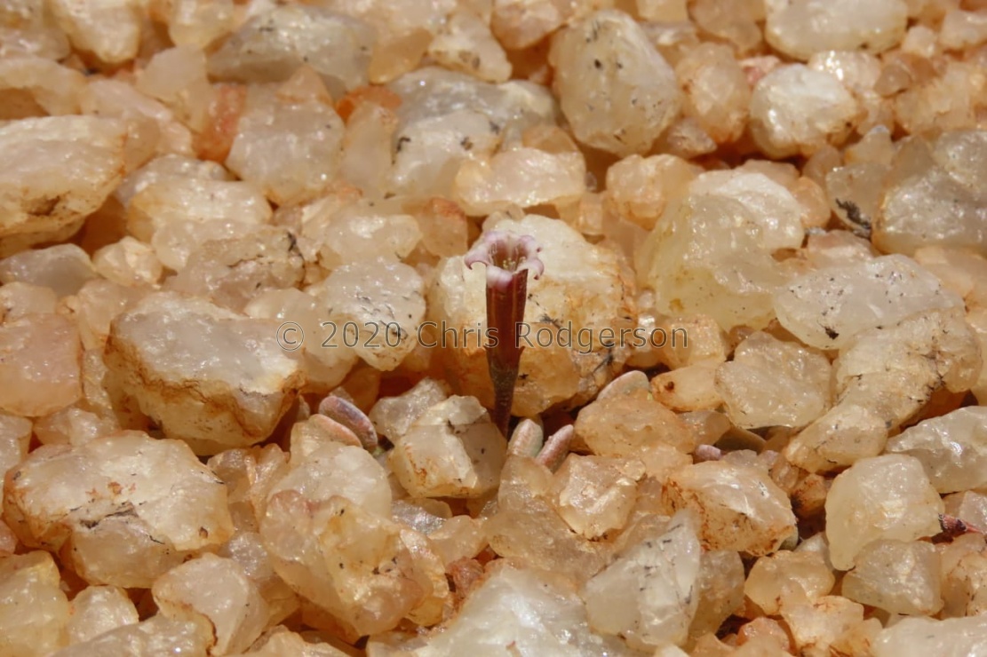 nanus fa.nova Bushmanland (photo Westley Price) (2)