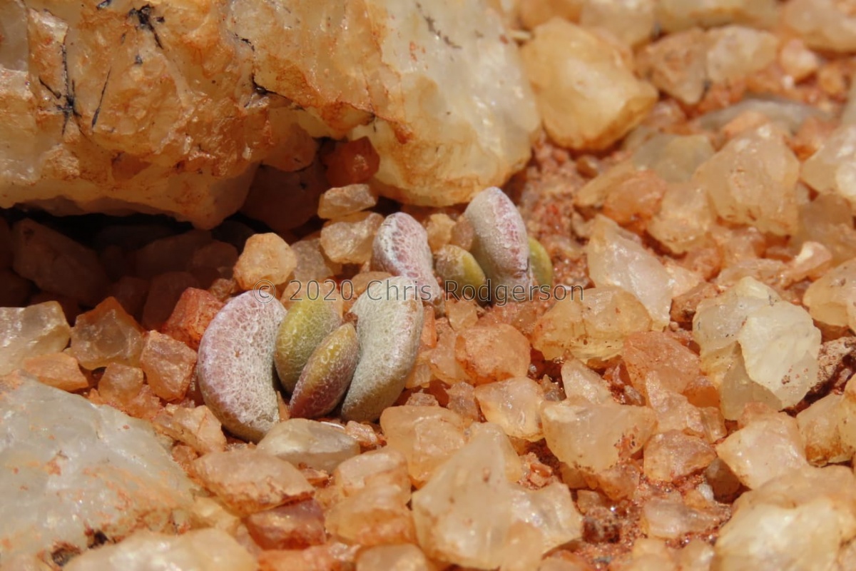 nanus fa.nova Bushmanland (photo Westley Price).jpeg