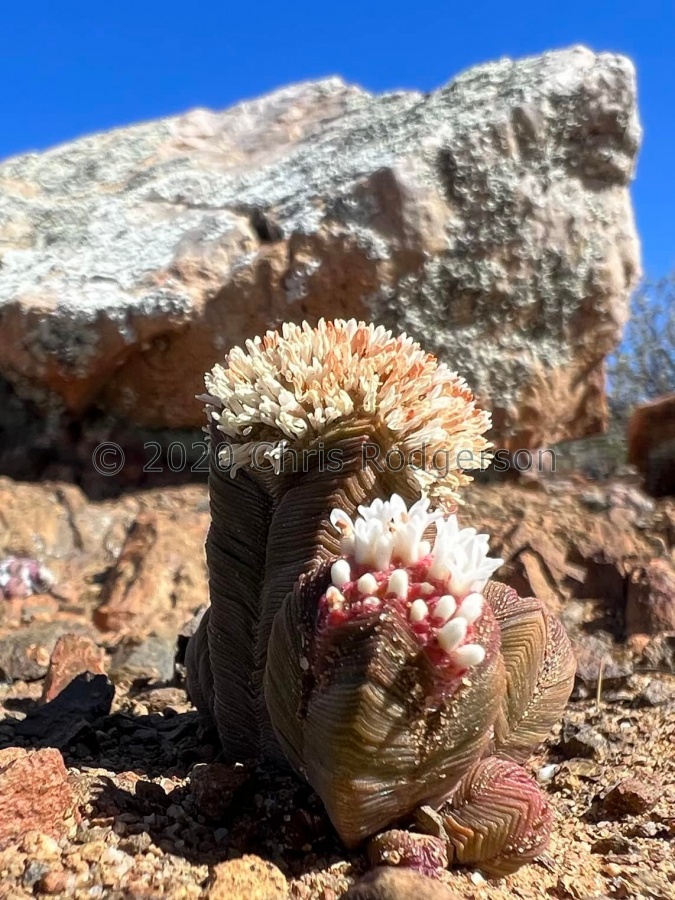 pyramidalis Roggeveld (photo Karel du Toit).jpg