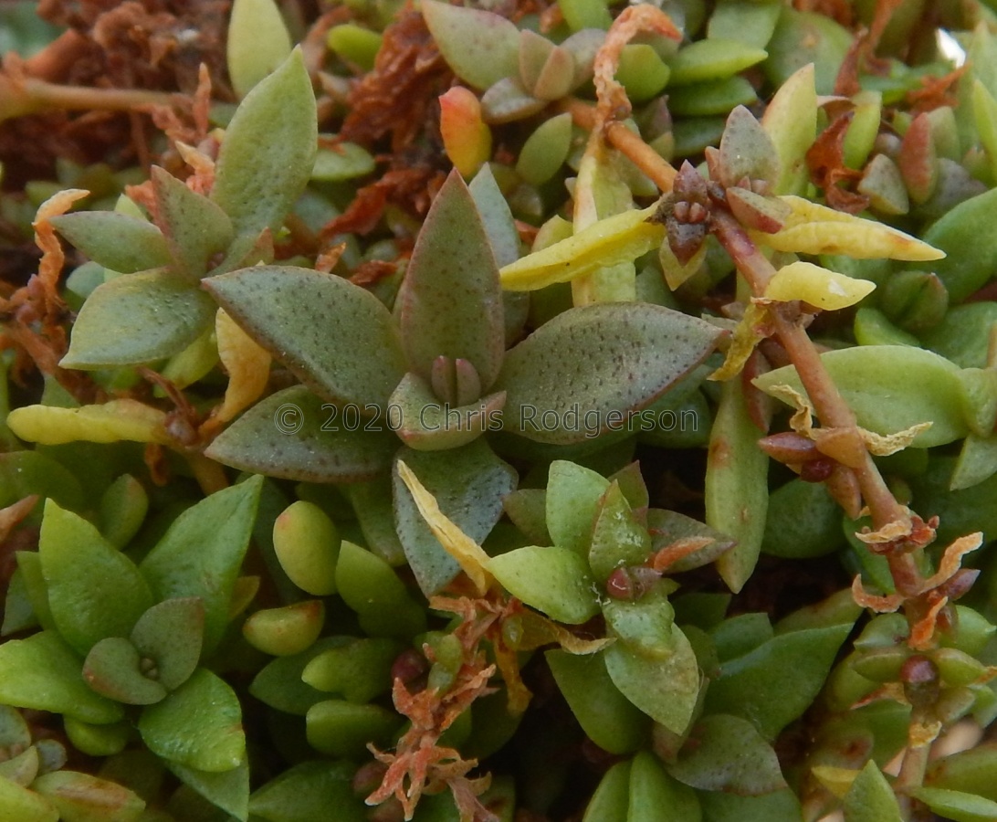 setulosa var.jenkinsii Lejuma, Soutpansberg.JPG