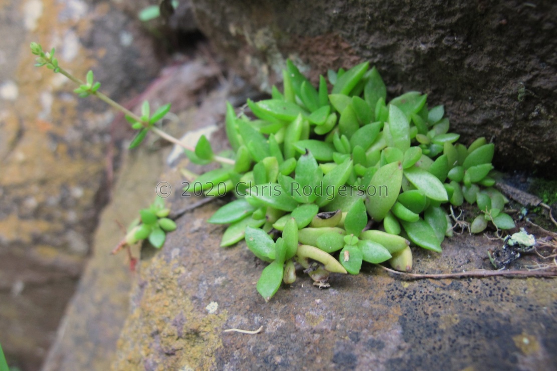 setulosa var.jenkinsii Limpopo (photo James Deacon) (2)