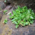setulosa var.jenkinsii Limpopo (photo James Deacon) (2)